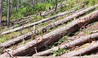 Hiện trường vụ phá rừng ở TK 132