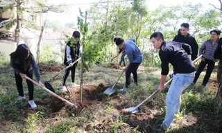 Giới trẻ trồng mai anh đào làm đẹp thành phố