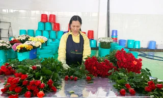 hoa hồng nhung được ưa chuộng nhất