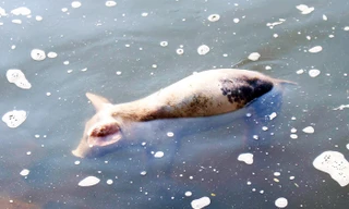 Xác lợn nổi lềnh bềnh trên suối Cam Ly