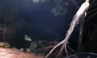 Phát hiện cây thông bị gãy ngang thân ven hồ Suối Vàng