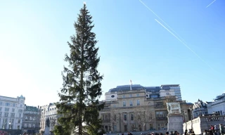 Cây vân sam Na Uy được đặt tại trung tâm London. Ảnh: AP.