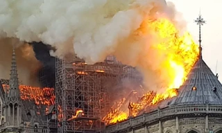 Pháp có thể phải nhập khẩu gỗ để làm lại mái Nhà thờ Đức Bà