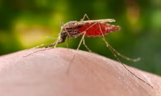 Đức quốc xã có kế hoạch thả muỗi Anopheles từ máy bay. Ảnh: CDC.
