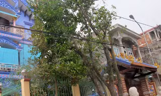 Vợ chồng 'cậu Thủy' và những màn kịch 'cúng được vàng', tìm được mộ