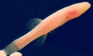 Cá không có mắt. Ảnh: Sci-News