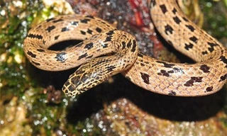  Phát hiện loài rắn sói mới gần biên giới Việt Nam