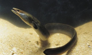  Ảnh minh họa: Getty