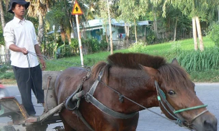 Còn đây nhạc ngựa miền Tây 