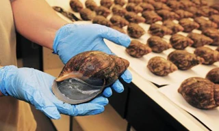  67 con ốc sên bị bắt giữ tại sân bay. 