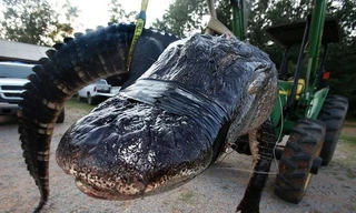 Con cá sấu khổng lồ. Ảnh: AP