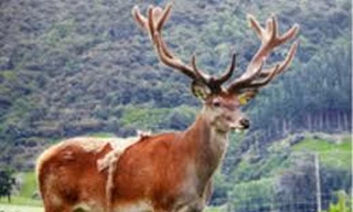 Cách sử dụng nhung hươu