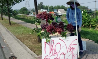 Chỉ một đoạn đường nhưng có tới 8 điểm bán "Nho vườn". Ảnh: Thi Hà.