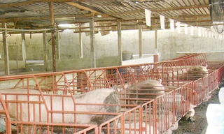 Dùng chất tạo nạc trong nuôi lợn khiến cả người nuôi và người mua bị thiệt hại Ảnh: M.T