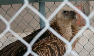 Cứu hộ chim lạ nặng 7,5kg ở Sơn La