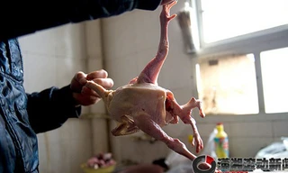 Kinh hãi gà bốn chân