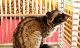 Nuôi chồn để sản xuất cà phê