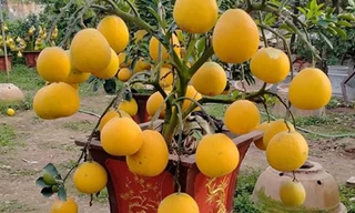 Chăm sóc bưởi cảnh sau tết thế nào để năm sau quả sai trĩu trịt