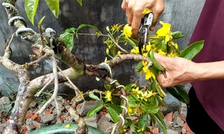 Chăm sóc cây Mai sau Tết để tiếp tục ra hoa: Kĩ thuật quan trọng nhất là gì?