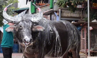 Sự thật về thông tin trâu chọi ở Vĩnh Phúc bị chích điện đến chết giữa sân đấu