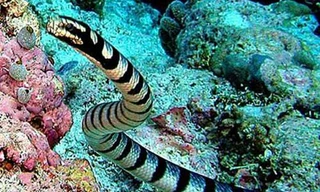 Loài rắn độc nhất thế giới, vài miligram nọc giết hàng nghìn người