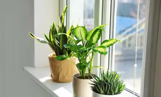 Chăm sóc hoa, cây cảnh sau Tết thế nào để đẹp như lúc mới mua?