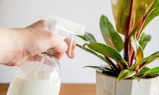 Dùng sữa thừa tưới cây cảnh, xanh tươi hay thối nhũn?