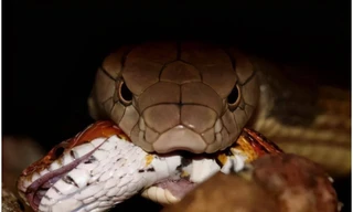 Loài rắn độc thông minh nhất có mặt ở Việt Nam không?