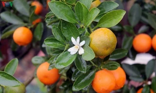 Cách chăm sóc quất sau Tết cho quả đẹp năm sau không phải ai cũng biết