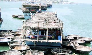 Tàu câu mực như cánh hoa trên sóng Ảnh: Hải Anh