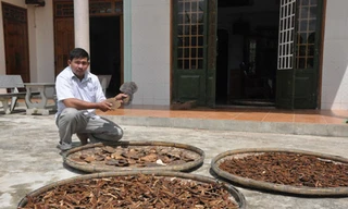 Cây nấm "thần kỳ" khắc chế ung thư và các bệnh nan y