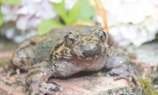 Lên non cao săn ếch tiến vua 