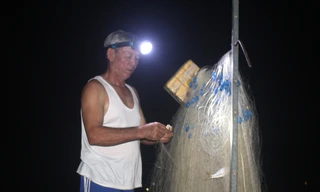 Mùa săn cá mòi ngược sông 