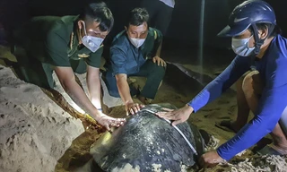 'Ông đỡ' mát tay của... rùa biển 