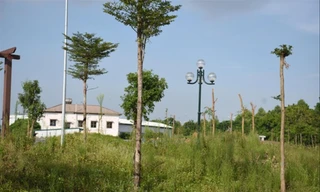 Hà Nội: Vườn hoa hóa… 'rừng rậm'