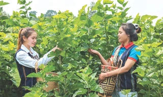 Khát khao đưa tơ lụa Việt Nam xứng tầm thế giới 