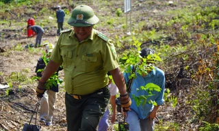 'Vá' rừng bằng cây gỗ lớn 