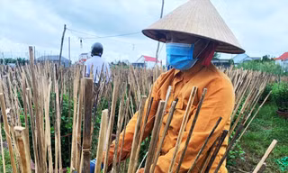 Hằng ngày chị Lương Thị Mỹ Vệ phải đi kiểm tra, gỡ lá hư cho từng chậu hoa cúc 