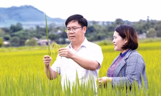 Krông Nô về đích sớm thu ngân sách 