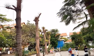 Cây xanh bị 'bức tử' ở TPHCM