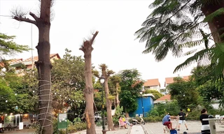 Cây xanh bị 'bức tử' ở TPHCM