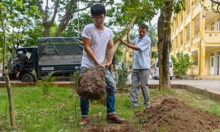 Theo các chuyên gia, việc trồng cây xanh cần phải tính đến việc duy trì và phát triển sau khi trồng
