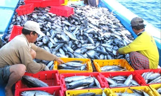 Thuỷ sản gian nan gỡ 'thẻ vàng'