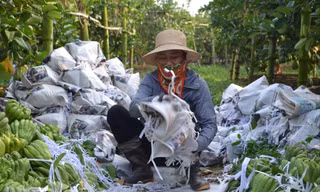 Người trồng phật thủ bội thu 