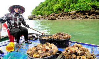 Nghề lặn bắt 'thần dược' trên vịnh di sản 
