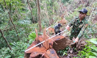 Kỷ luật Giám đốc BQL Khu Bảo tồn thiên nhiên Bắc Hướng Hóa 