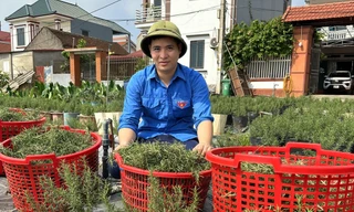 Kiếm tiền tỷ từ quả bồ kết và cây tía tô 