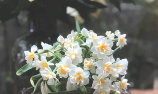 Cầu kì như chơi hoa thuỷ tiên 