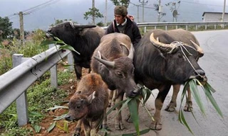 Rét đậm, rét hại: Gần 4.500 gia súc chết vì thả rông 