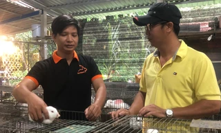 Gác bằng đại học, nuôi thỏ sạch làm giàu 